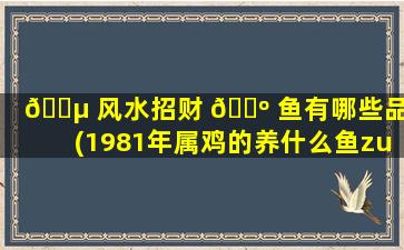 🐵 风水招财 🐺 鱼有哪些品种(1981年属鸡的养什么鱼zui
招财)